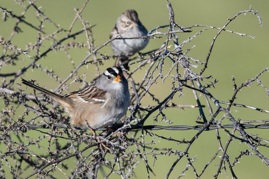 Pair of White-Crowned Sparrows Perched in a Thorny Bush - Powered by Adobe
