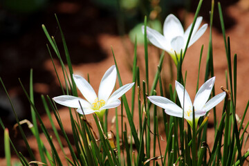 Close-up view of the Zephyranthes Candida flowers.
