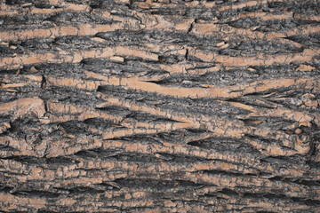 Tree bark close up background. 