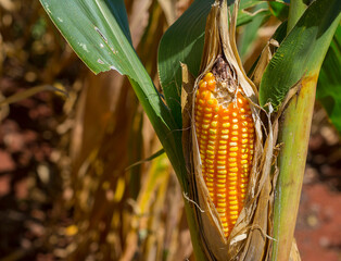 Brazilian Corn plantation. Corn cob isolated