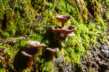 Lactarius camphoratus on green moss closeup