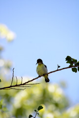 Purple-rumped sunbird sitting on the tree.