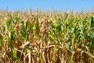 Brazilian Corn plantation. Corn cob isolated