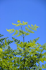 Close-up view of the Drumstick tree.