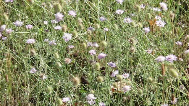 gros plan de fleurs des champs qui bougent avec le vent