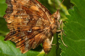 Obraz premium Comma butterfly (Polygonia c-album), macro.
