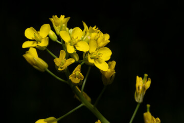 Blooming Napa cabbage on a dark background. Chinese cabbage, Brassica rapa. Place for text.