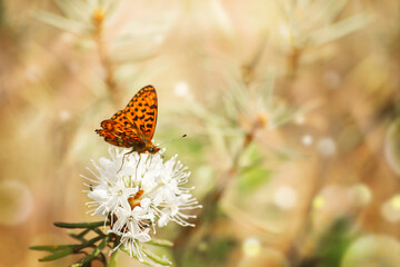 Natural background in warm colors with blooming rosemary in the forest at dawn, morning rays and highlights, an orange butterfly on a rosemary flower.