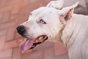 Obraz premium DOGO BLANCO, OJOS CLAROS. FOTOGRAFIA COLOR. HORIZONTAL.