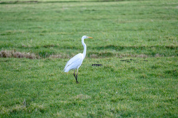 Obraz na płótnie Canvas A single Great White Egret, White Heron, walking in a meadow