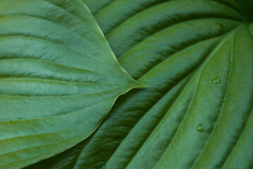 Hosta green leaf after rain with water drops close-up. Botanical foliage nature summer wallpaper or background. Macro trend. Aesthetic backdrop with natural veins texture of foliage. Top view