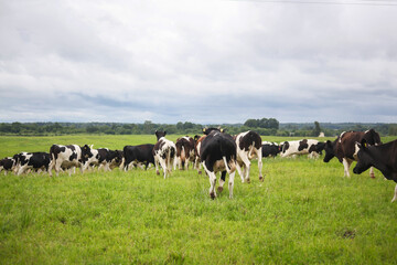 Black and white cow in the meadow, against a blue sky.