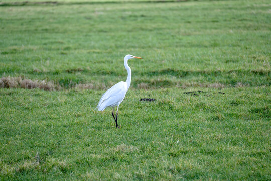 A single Great White Egret, White Heron, walking in a meadow