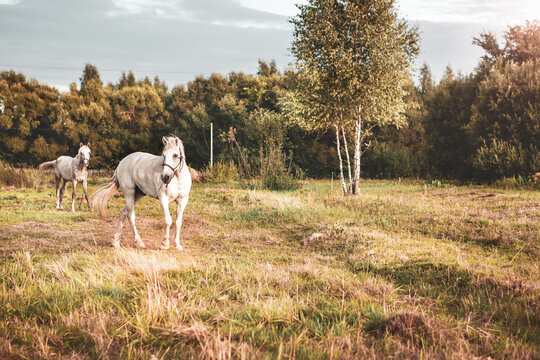 A white horse grazes in a meadow at sunset. Image in retro style.