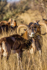 Mouflon ram on a game farm in South Africa
