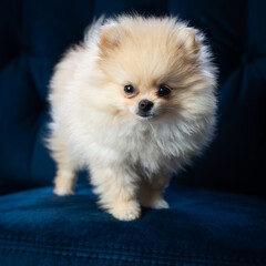 Young pomeranian puppy on the blue couch 