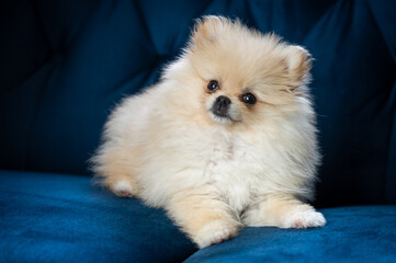 Little pomeranian on the blue couch 