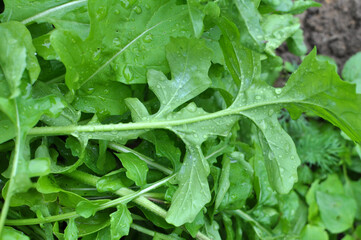Arugula (Eruca sativa) growing in the garden