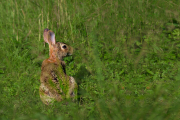 Bunny Rabbit in short grass on our lawn on a sunny summer morning.  Ticks have been a very bad problem this year in Windsor in Upstate NY.