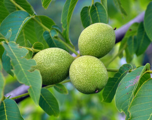 On a tree branch is a walnut that ripens with a green shell