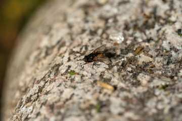 Fly on granite stone