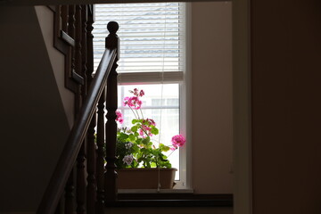 View of a wooden staircase with brown new railings balusters and a beautiful red flower growing in...