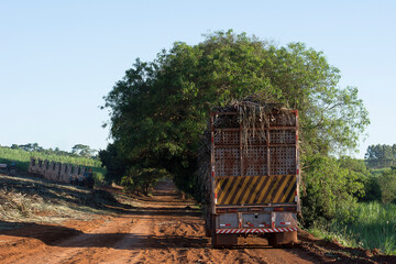 Sugar cane truck on the road
