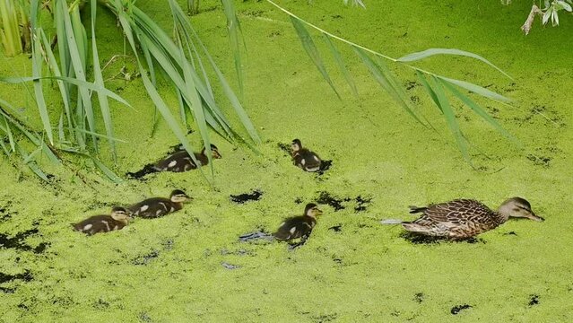 Mother mallard duck and chicks foraging in a stream with duckweed in Bourgoyen nature reserve, Ghent, Belgium - Anas platyrhynchos