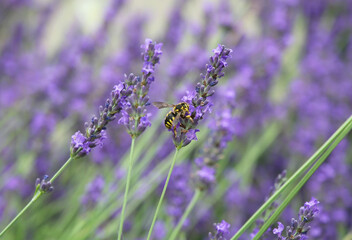 wasp sitting on Lavender vulgaris 
