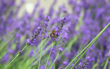 wasp sitting on Lavender vulgaris 
