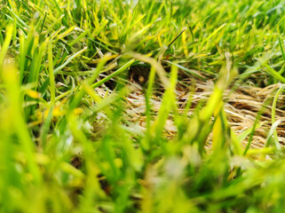 Lawn problem due to drought. Grass mushroom. Grass diseases in the garden. Dead yellow grass