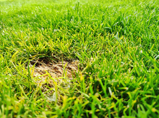 Lawn problem due to drought. Grass mushroom. Grass diseases in the garden. Dead yellow grass