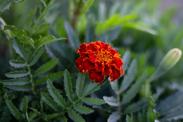 marigold,background