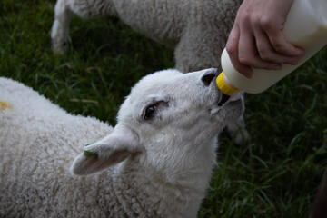 sheep and lamb