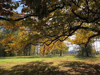 Fototapeta premium Park