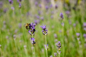 butterfly on lavender