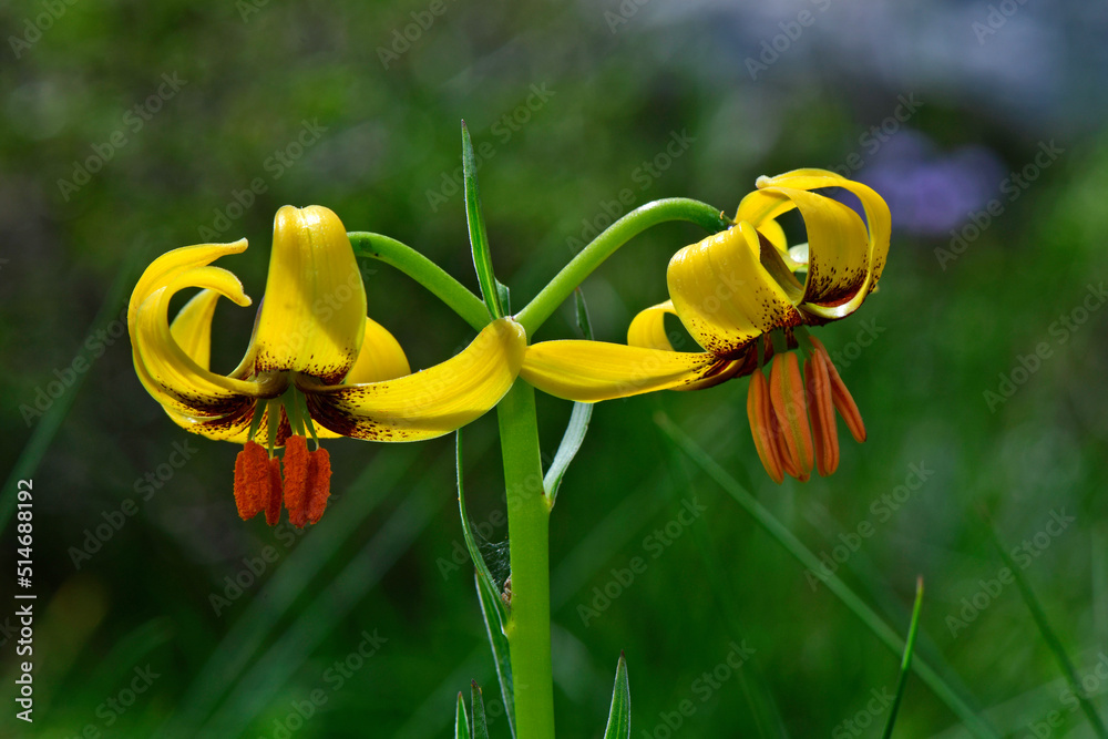 Canvas Prints Alanian Lily // Albanische Lilie (Lilium albanicum) - Bukumirsko Lake, Montenegro