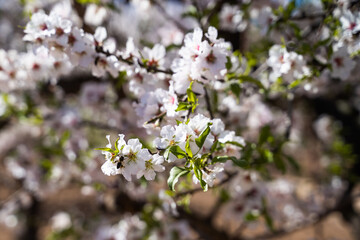 Bee perched on a branch of an almond tree with white flowers. Elche, Alicante, Spain. © Gloria