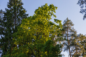 summer trees in natural green color