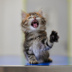 chaton en train de chanter