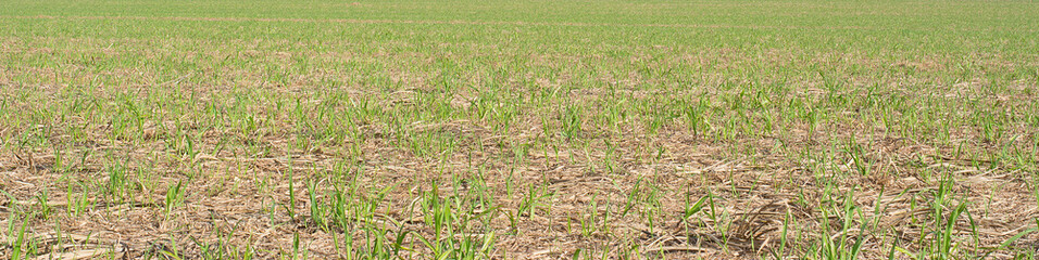 Sugarcane plantation on sunny day