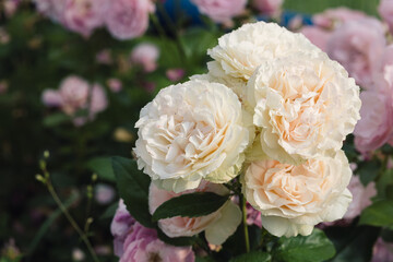 Rose flower on blurry background in the garden of roses. Nature.