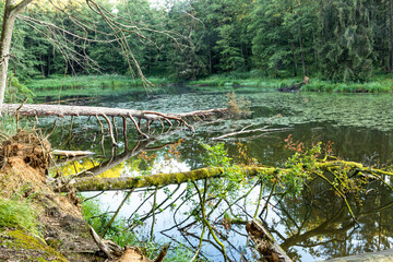 Spiegelung umgestürzter Bäume an einem See im Wald