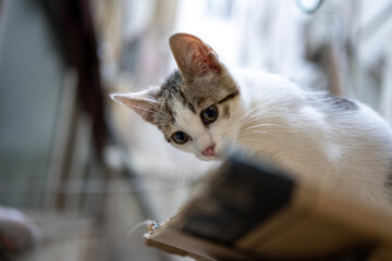 Turkish stray kitten. Homeless kitten. Istanbul Turkey,	