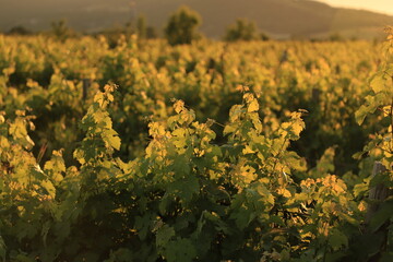 Vineyards in the evening hour in the light of the setting sun.