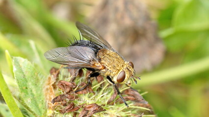 Fly on a dead clover flower in a field in Cotacachi, Ecuador