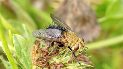 Fly on a dead clover flower in a field in Cotacachi, Ecuador