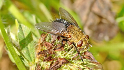 Fly on a dead clover flower in a field in Cotacachi, Ecuador