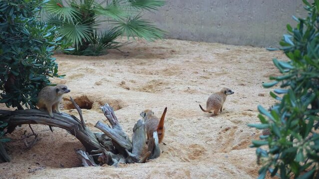 A flock of meerkats sit on a sandy slope and dine with crickets, they eat insects, a group of meerkats sit all together, the concept of society in animals