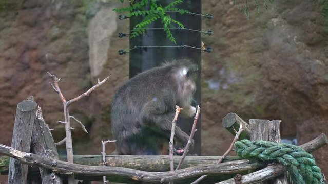 Drill Mandrillus sits on the branches of a hut and chews something in its paws and casually looks at others, the concept of primate life